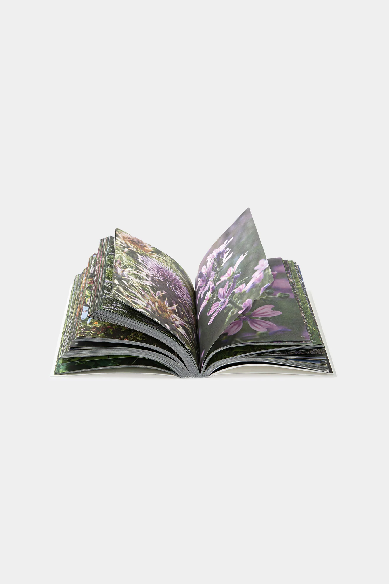 SCABIOSA CINEREA - TUTTIFIORI.RAR BOOK - Image 4